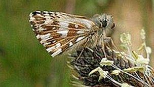 Grizzled Skipper