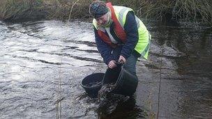 Environment Agency release sea trout into River Rede