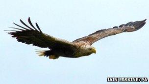 Sea eagle. Pic: Iain Erskine/RSPB Scotland