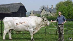 Richard Morris with a White Park bull at Wimpole Home Farm, Cambridgeshire