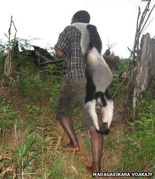 Man carrying dead indri (Image: Madagasikara Voakajy)