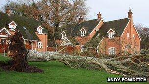 Tree fallen in West Tytherley