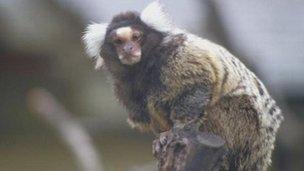 A Common Marmoset