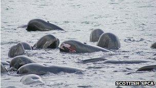 A pod of pilot whales