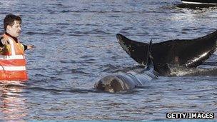 A man stands in the Thames beside a bottle-nosed whale