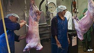 Halal abattoir in Oudeschoot, Netherlands