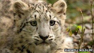 Kitana the snow leopard