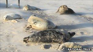 Grey seals