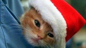 Cat in a Santa hat