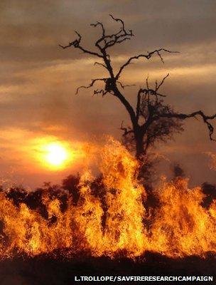 Fire on African savannah (Image: Lynn Trollope/savfireresearchcampaign)