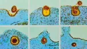 A virus entering a cell