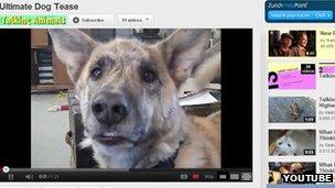 Dog tease on YouTube