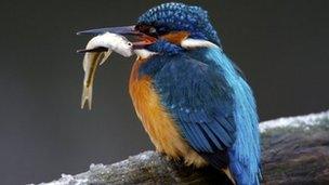 Kingfisher - generic