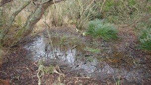 Island pool drying out