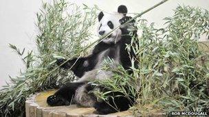 Yang Guang settles in to his new enclosure. Photo by Rob McDougall