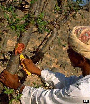 Man cutting a Boswellia tree in order to tap its resin (Image: Science Photo Library)