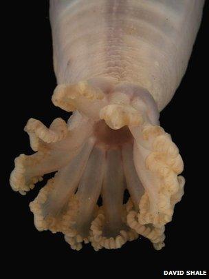 Sea cucumber (David Shale)