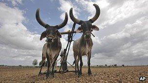 Indian farmer