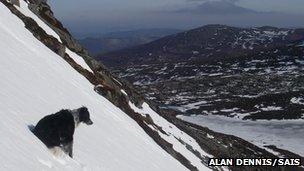 Chester on a hillside. Pic: Alan Dennis/SAIS