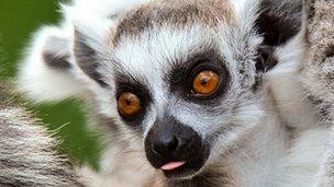 Lemur