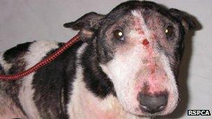 This bull terrier was found dumped in the Rhymney valley a week ago