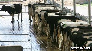 Cows at Mengniu's farm