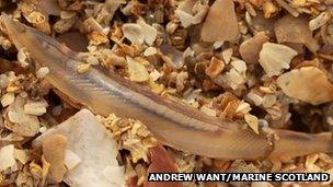 Amphioxus. Pic: Andrew Want/Marine Scotland