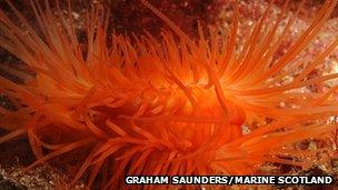 Flame shell. Pic: Graham Saunders/Marine Scotland