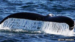 The fluke of a humpback whale emerges from the water; There has been a ban on commercial whaling for 25 years, but Japan catches about 1,000 whales each year in what it says is a scientific research programme