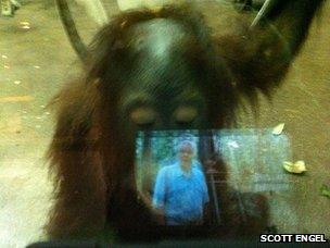 Orangutan Mihal at Milwaukee County Zoo