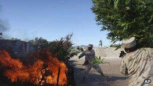 Soldiers burn marijuana plants at the largest marijuana plantation ever discovered in Mexico, near San Quintin, Baja California state - July 2011