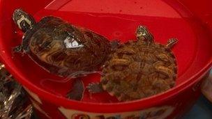 Abandoned yellow-bellied terrapins