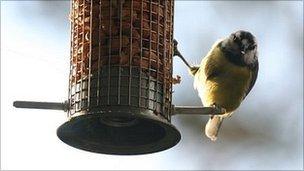 Blue tit eating from a feeder