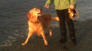 A dog on a Guernsey beach