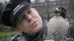 Lee Gallagher and peregrine falcon