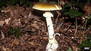 Death cap mushroom