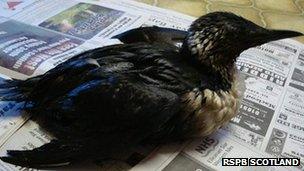 Oil covered guillemot. Pic: RSPB Scotland