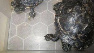 The two terrapins found in Oxford