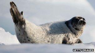 Harp seal pup