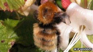 Scilly bee