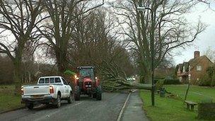 Fallen tree outside Colwall Primary