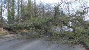 Tree on B5061, in Wellington