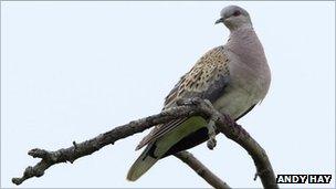 Turtle dove