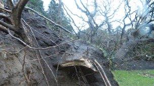 Fallen oak tree