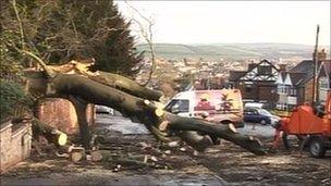 Beech tree on Mansfield Road