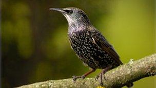 Starling