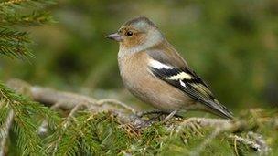 Chaffinch