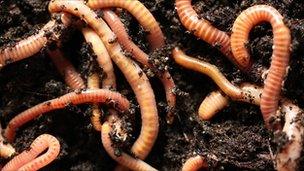 Worms