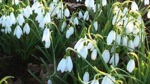 Snowdrops (generic)