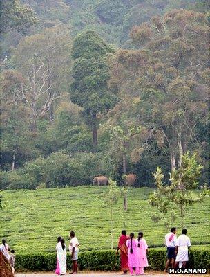 Herd of elephants on forest fringe (Image: M O Anand)